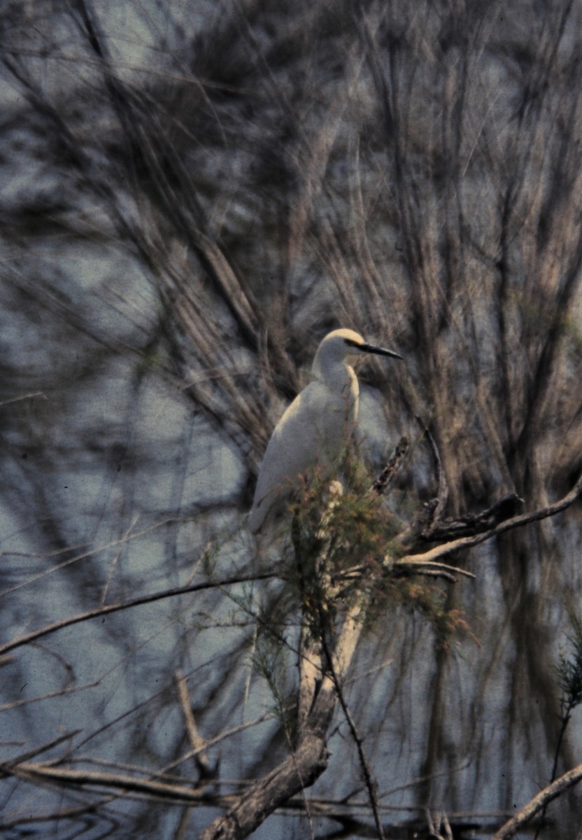 Snowy Egret - Jim Stasz