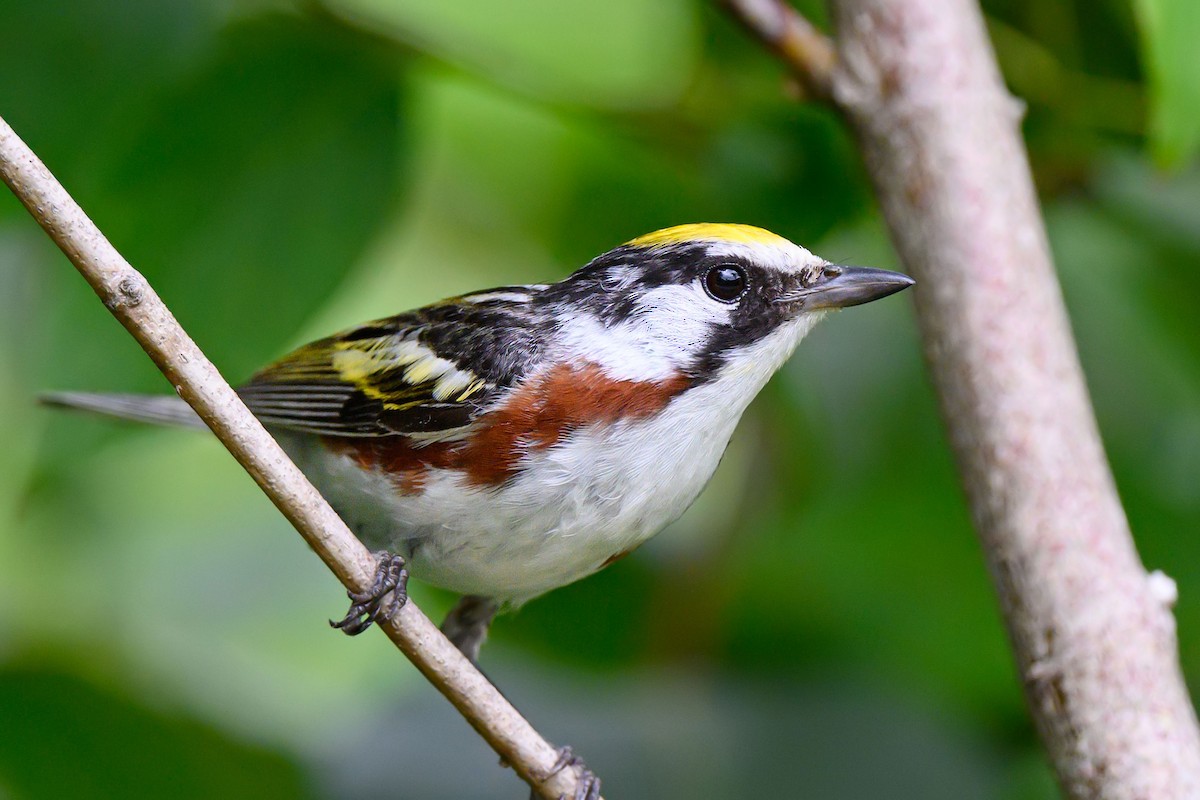 Chestnut-sided Warbler - ML170355951