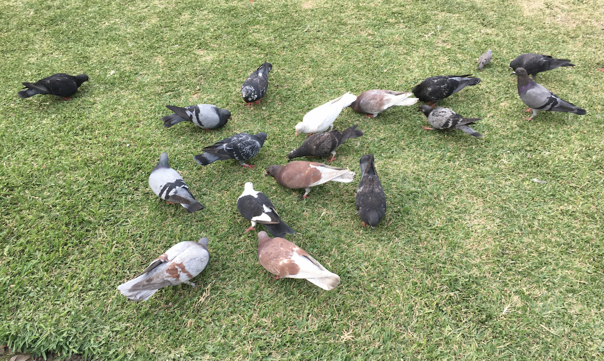 Rock Pigeon (Feral Pigeon) - Corinne Benavides