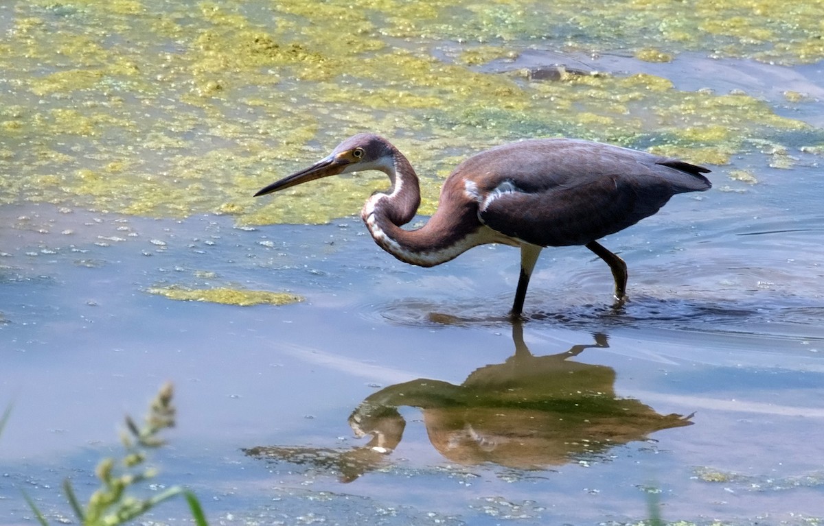 Tricolored Heron - Mark R Johnson