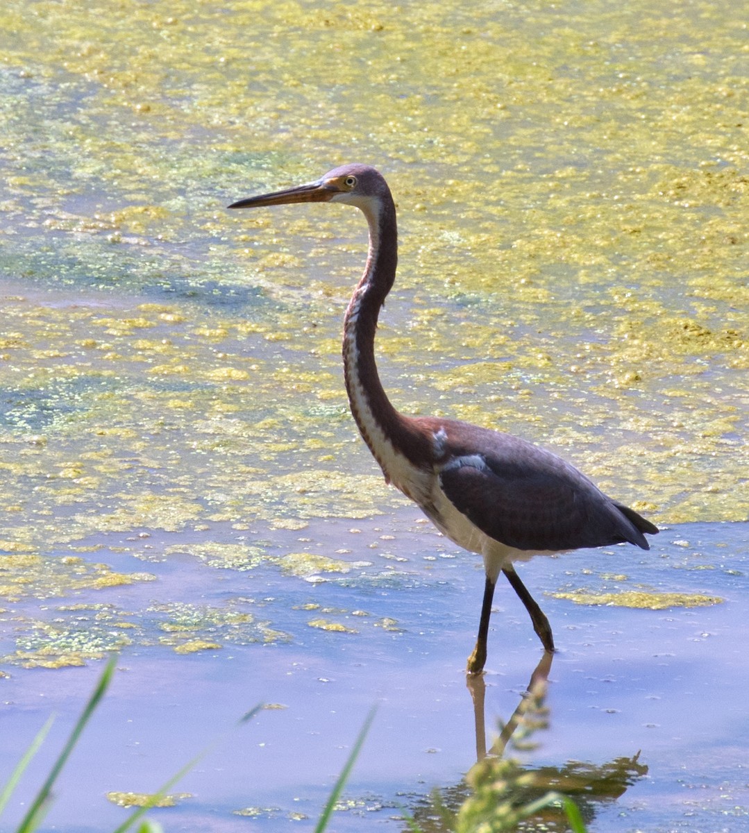 Tricolored Heron - Mark R Johnson