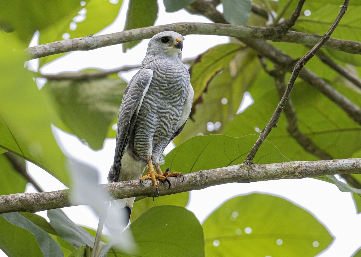 Gray-lined Hawk - Guillermo  Saborío Vega