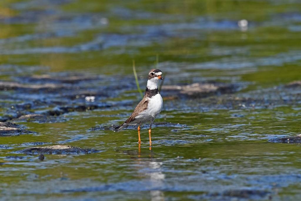 Semipalmated Plover - ML170360821