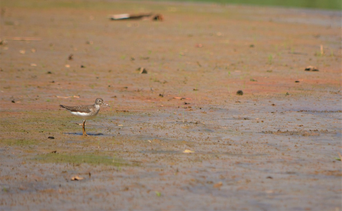 Solitary Sandpiper - Sam Greene