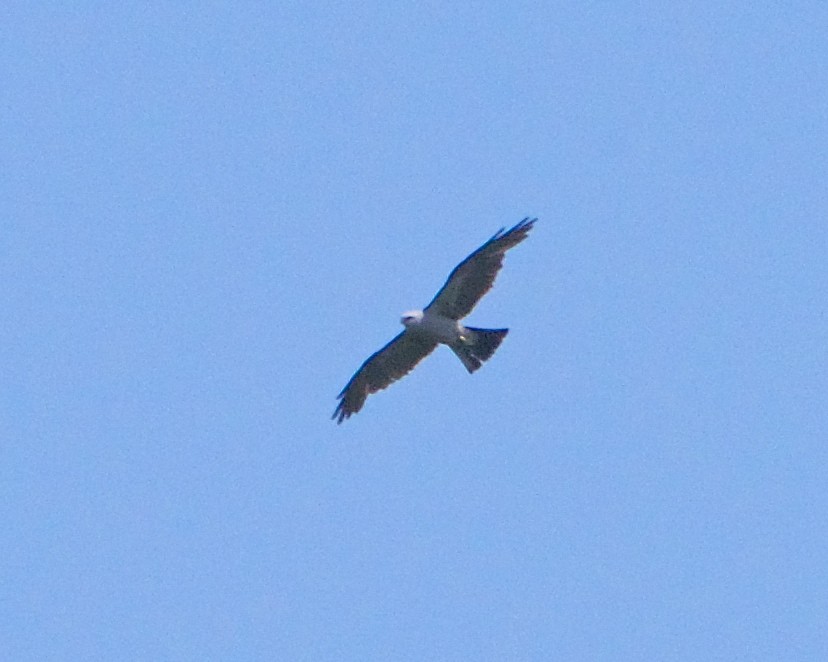 Mississippi Kite - ML170363231