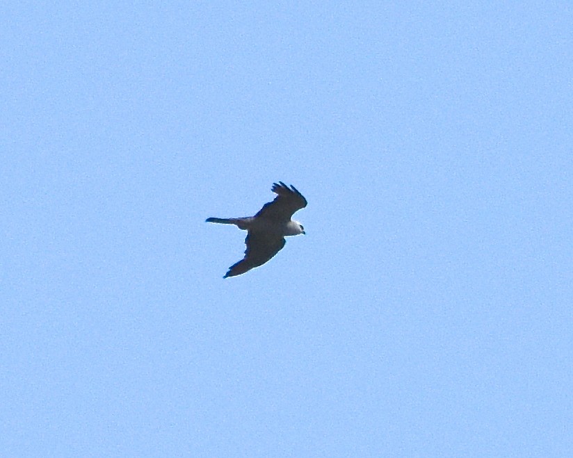 Mississippi Kite - ML170363371