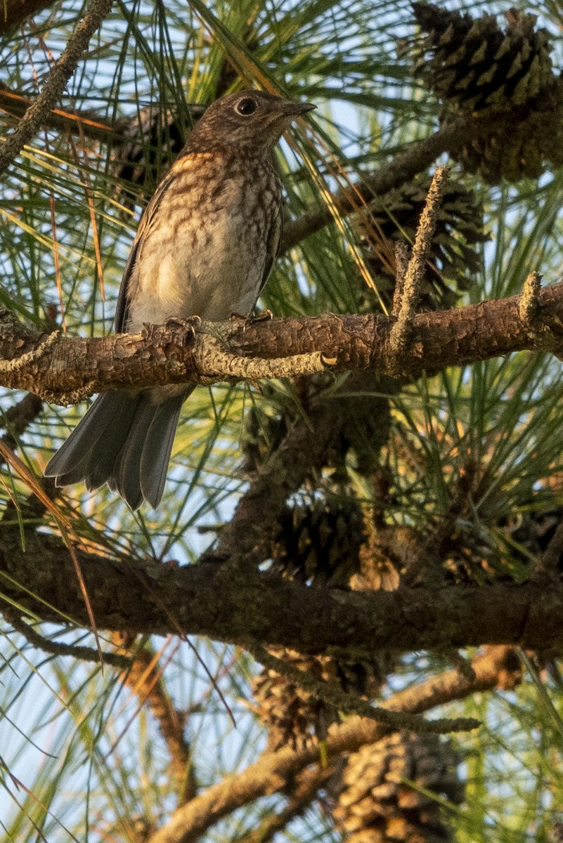 Eastern Bluebird - ML170363411