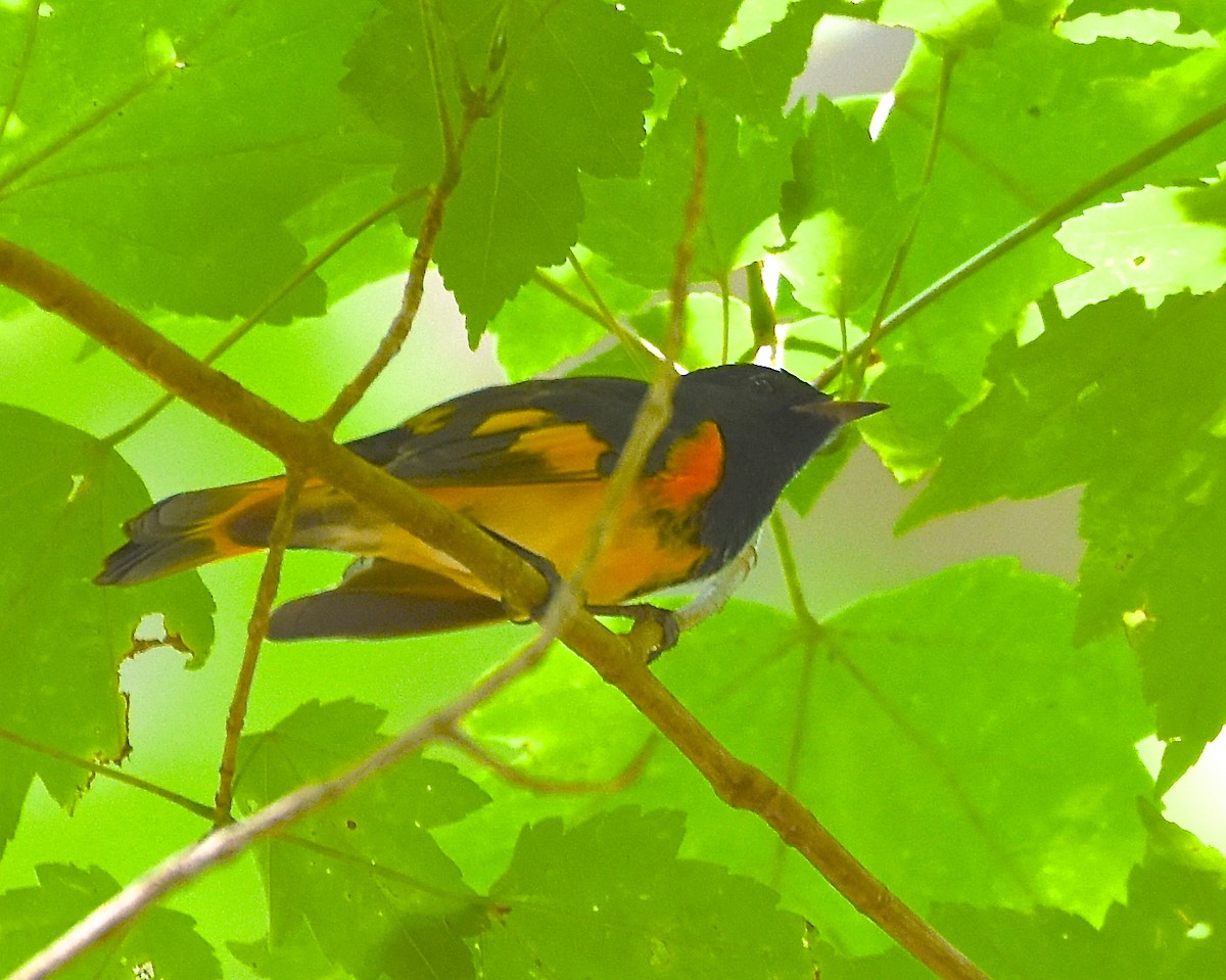 American Redstart - ML170364001