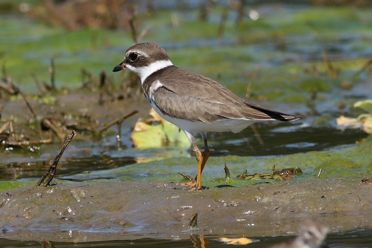 Semipalmated Plover - ML170364291