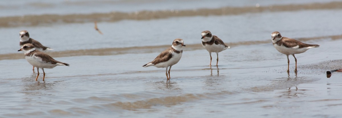 Semipalmated Plover - ML170364551