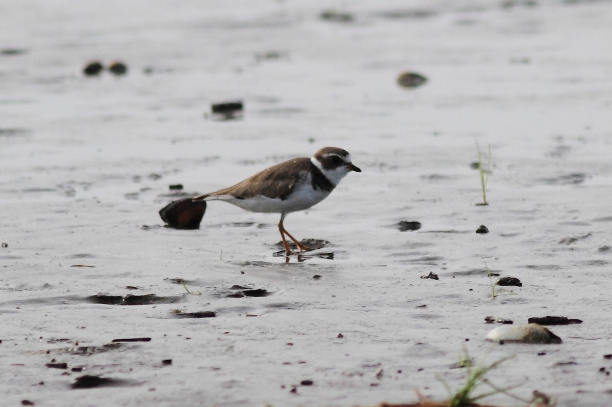 Semipalmated Plover - ML170364751