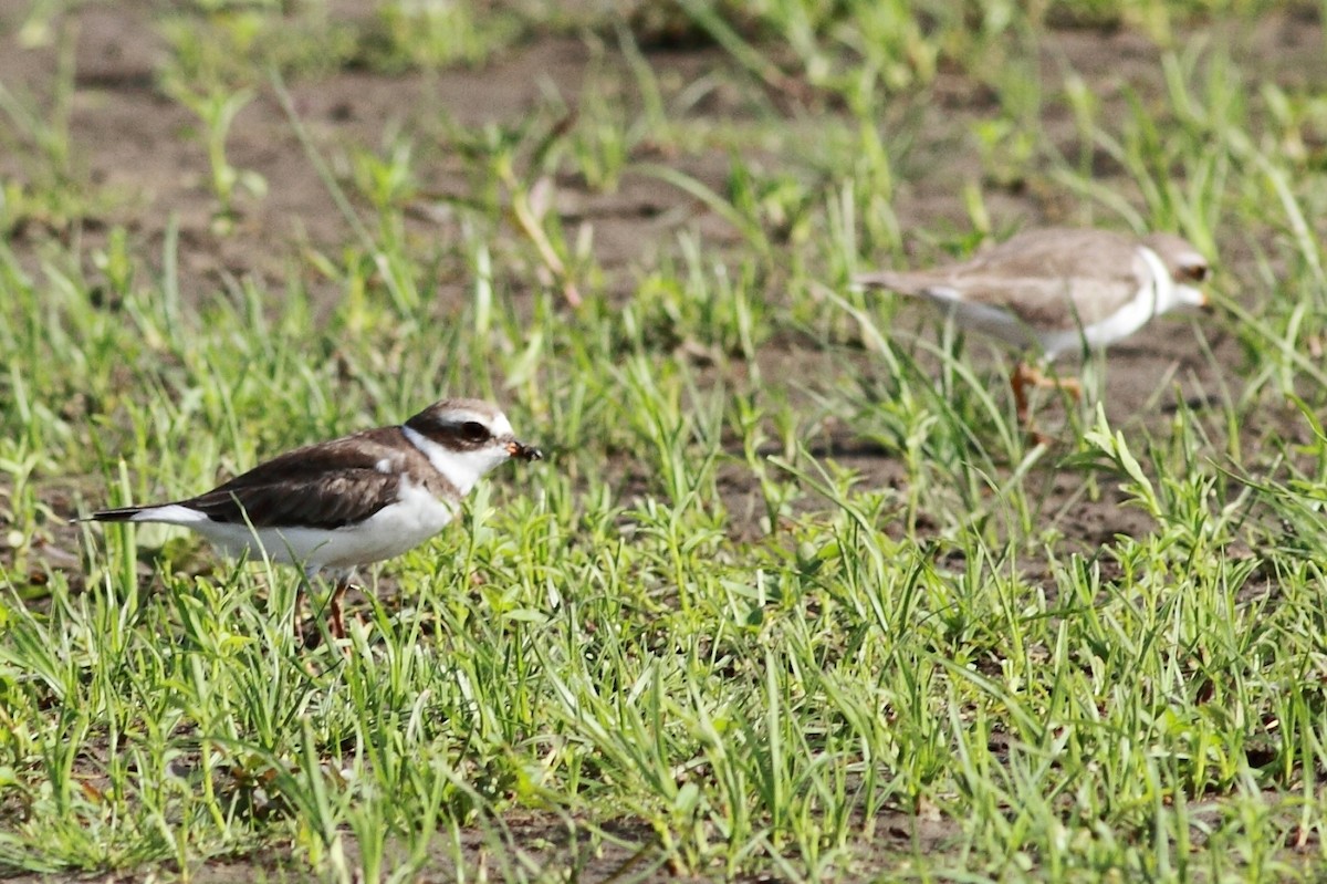 Semipalmated Plover - ML170364941