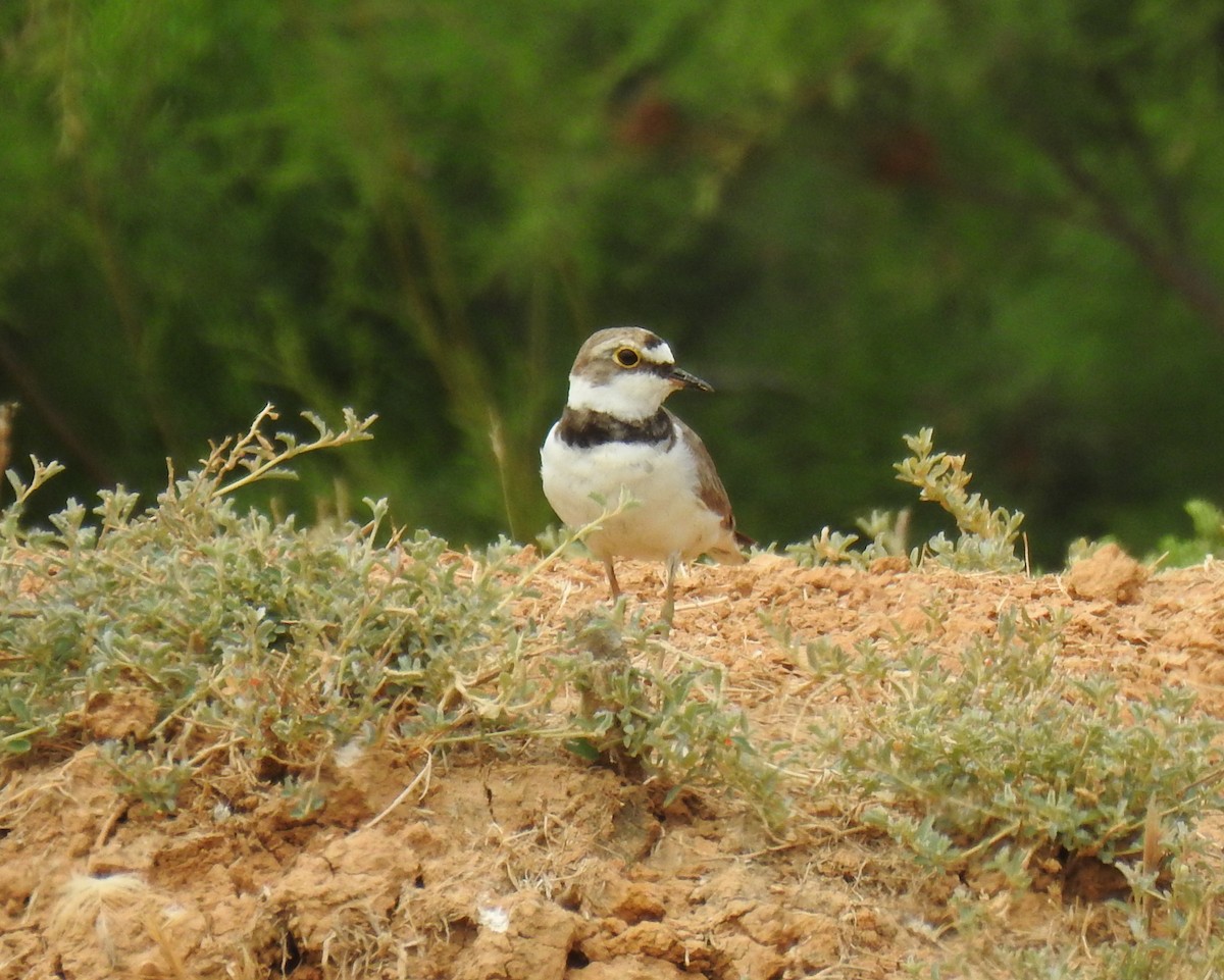 Little Ringed Plover - ML170366521