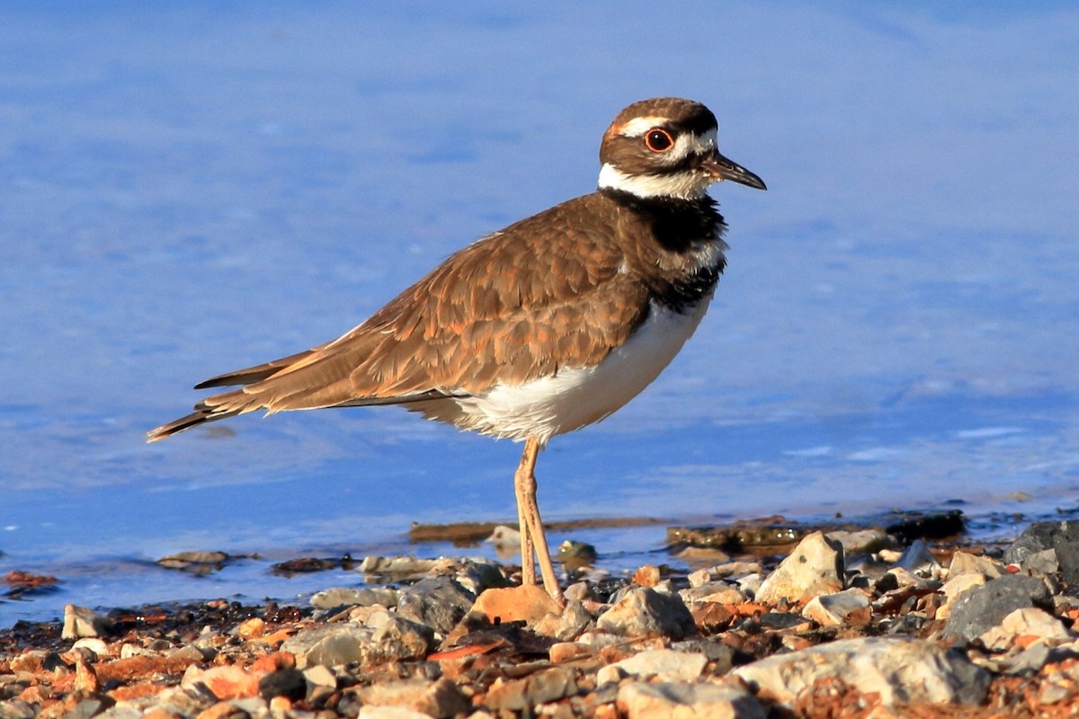 Killdeer - ML170367201