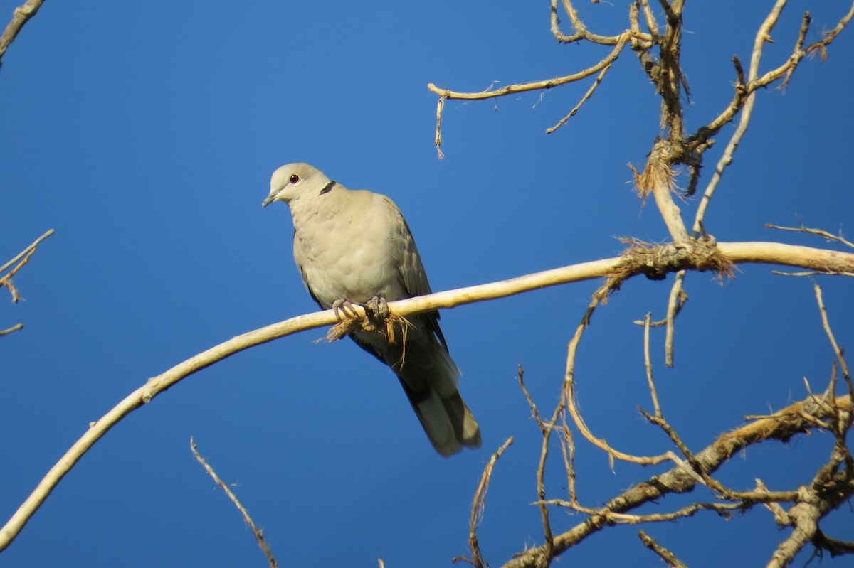 Eurasian Collared-Dove - Steve Hebert