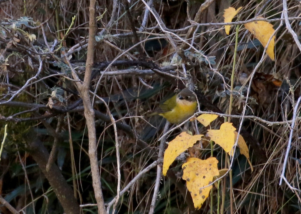 Common Chlorospingus (Southern Bolivia) - Jay McGowan