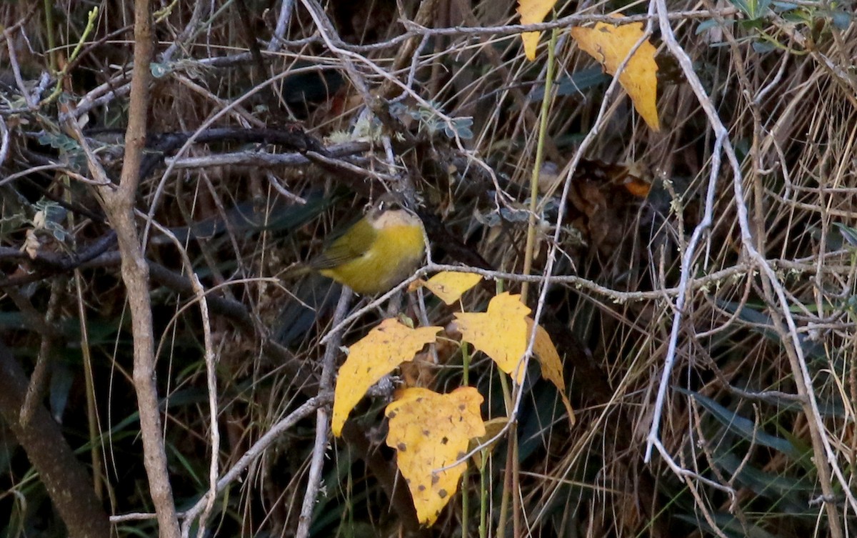 Common Chlorospingus (Southern Bolivia) - ML170370081