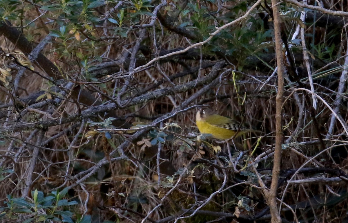 Common Chlorospingus (Southern Bolivia) - ML170370091