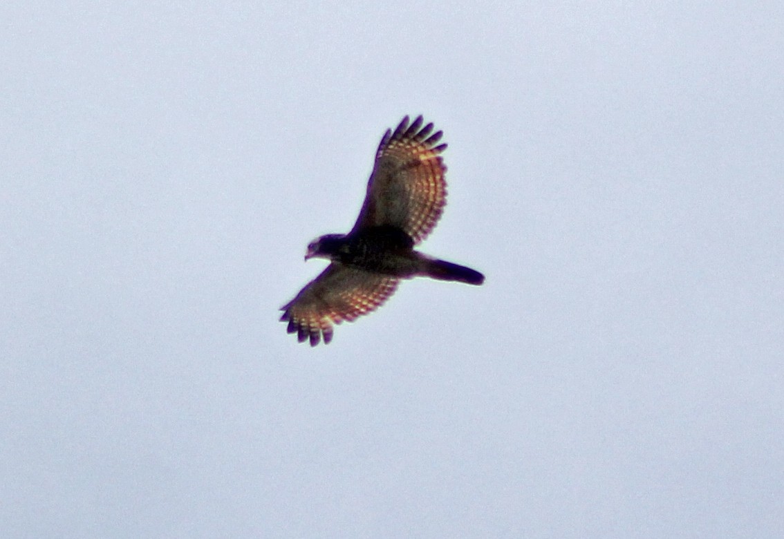 Roadside Hawk - Mario Trejo