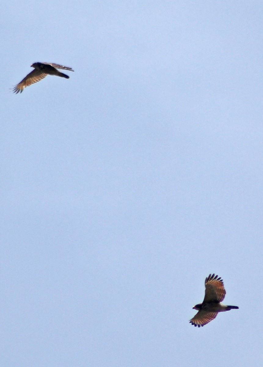 Roadside Hawk - Mario Trejo