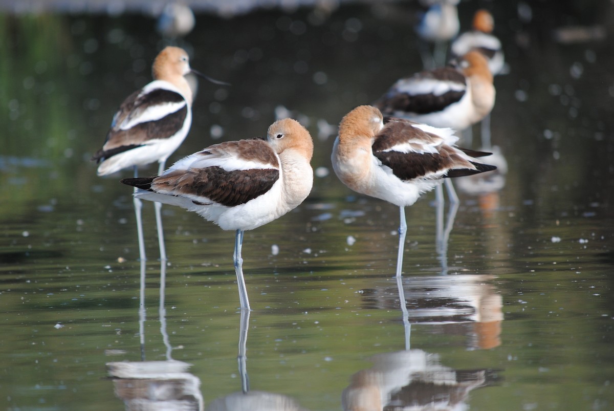 Avoceta Americana - ML170375451