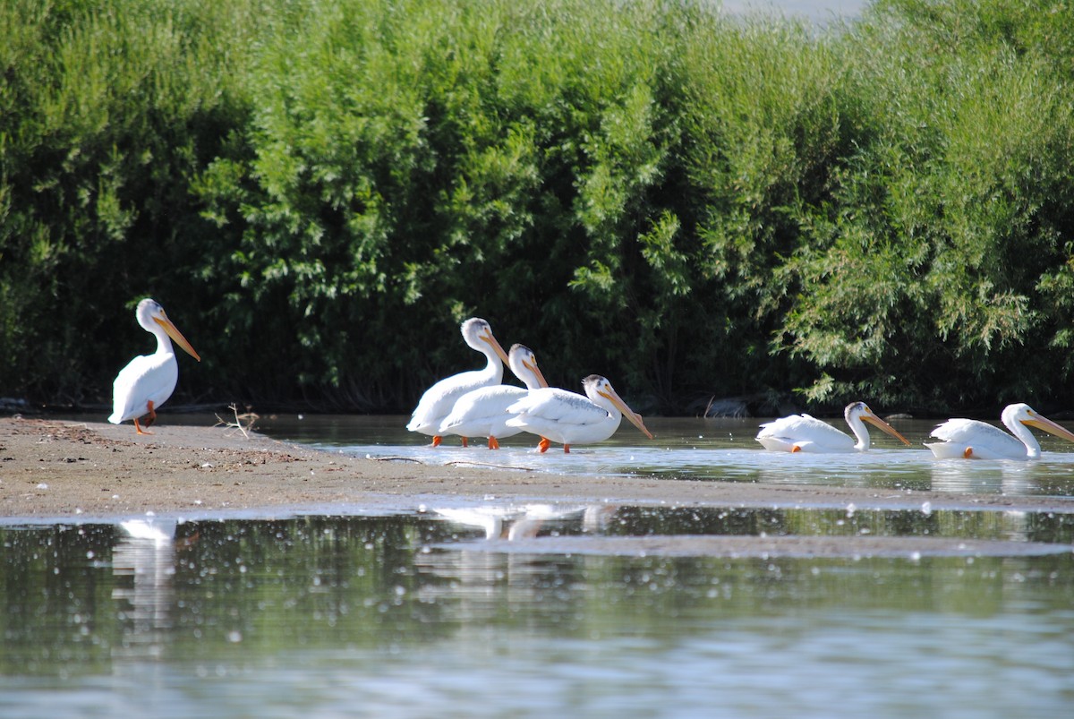 American White Pelican - Chloe Winkler