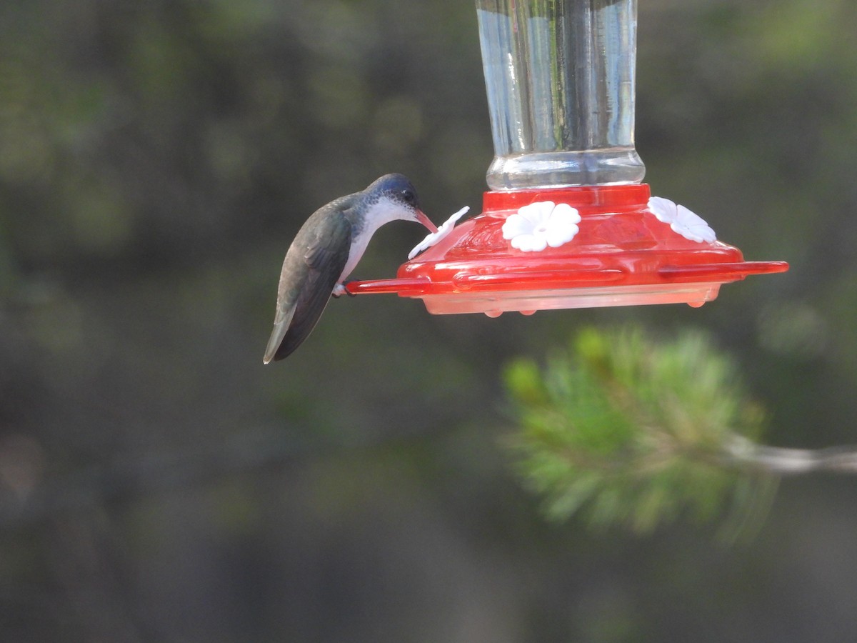 Violet-crowned Hummingbird - Lorrie Lowrie