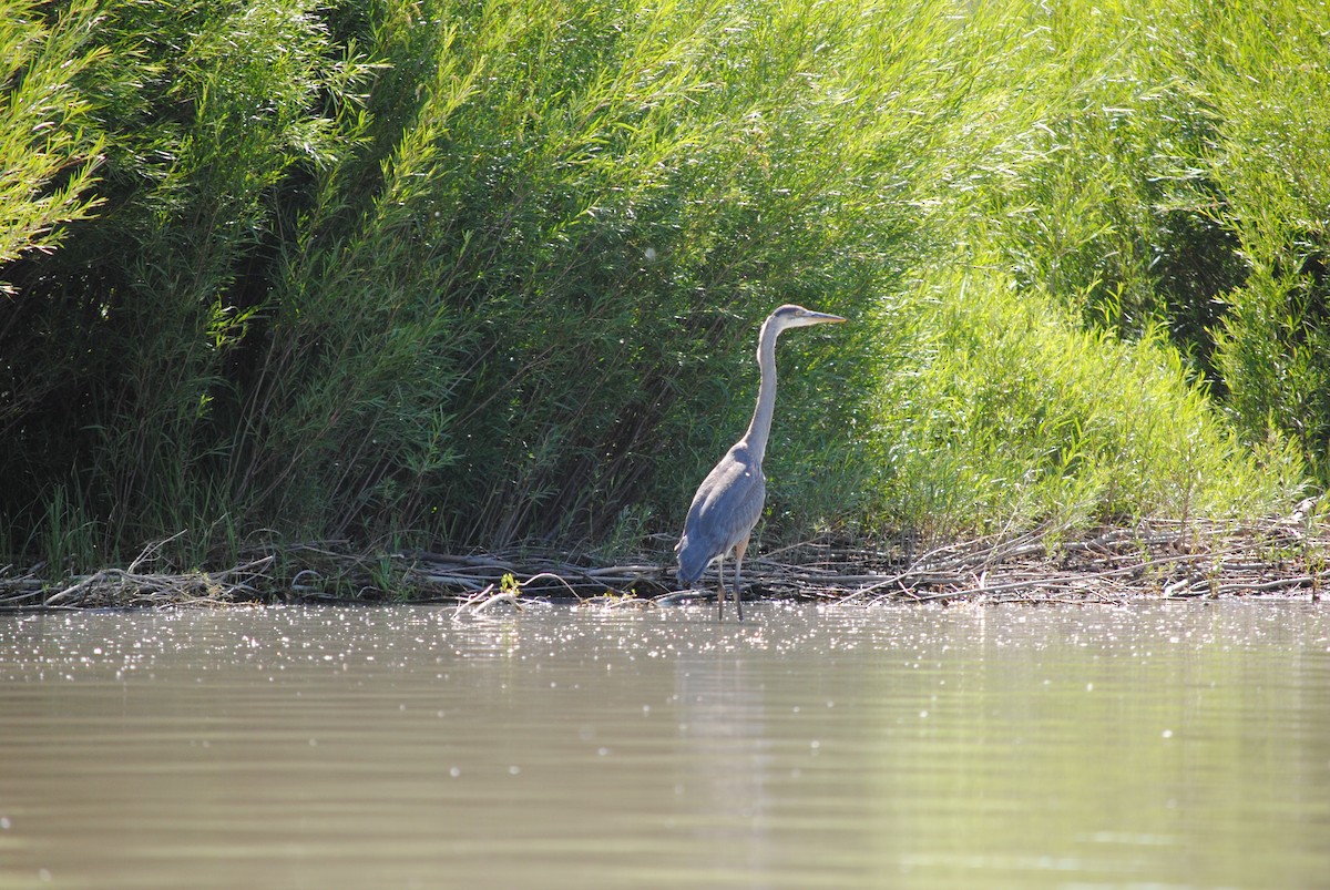 Great Blue Heron - ML170376511