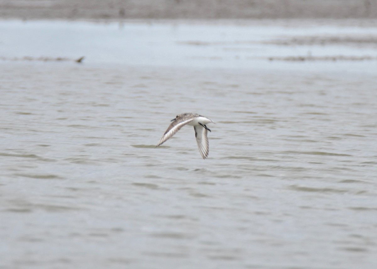 Sanderling - Pete Monacell