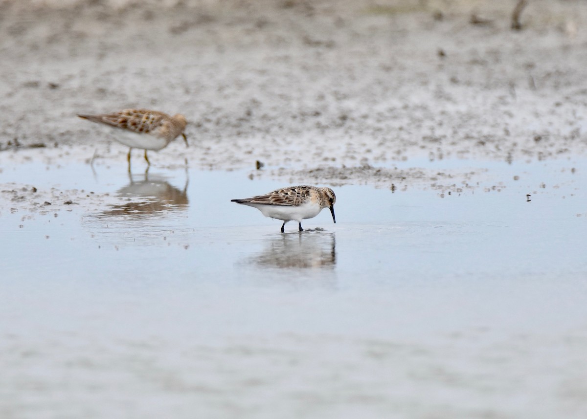 Baird's Sandpiper - Pete Monacell