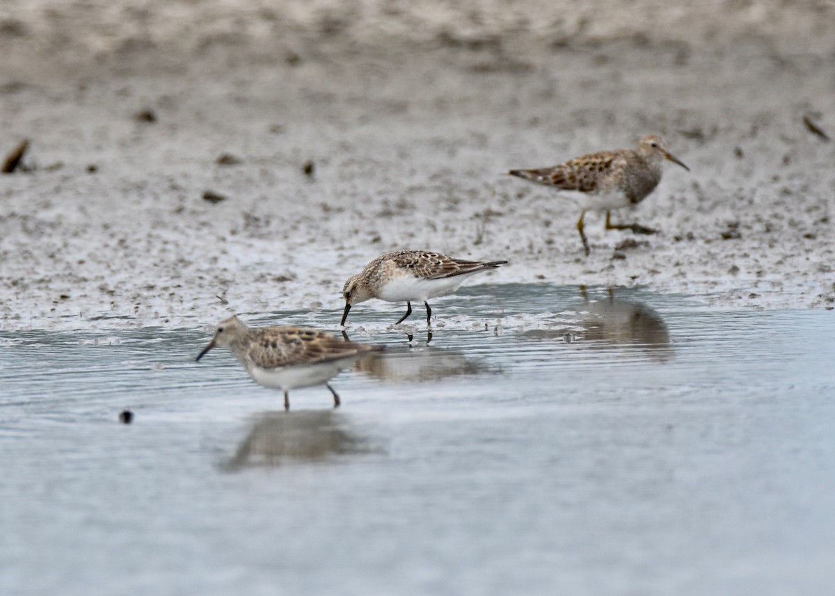 Baird's Sandpiper - Pete Monacell