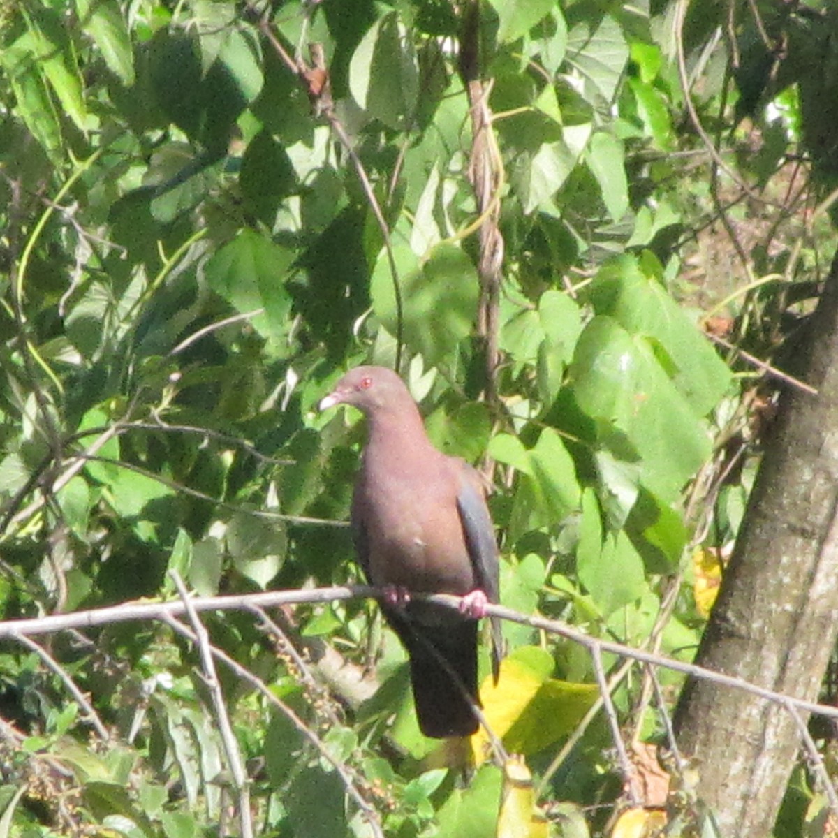 Red-billed Pigeon - ML170380261