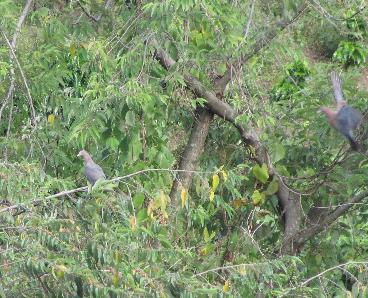 holub středoamerický - ML170381521
