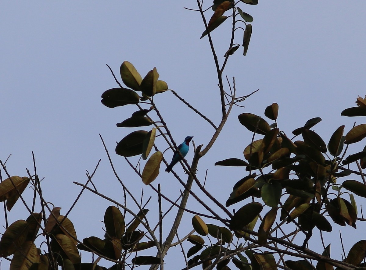 Spangled Cotinga - Rohan van Twest