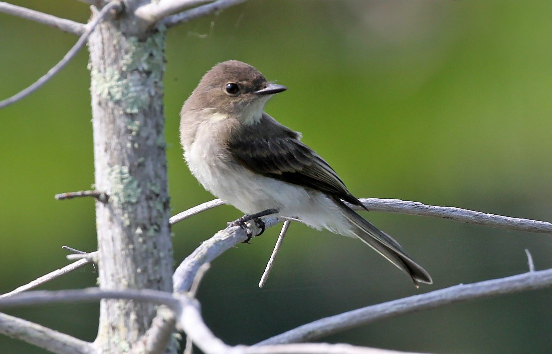 Eastern Phoebe - ML170383451