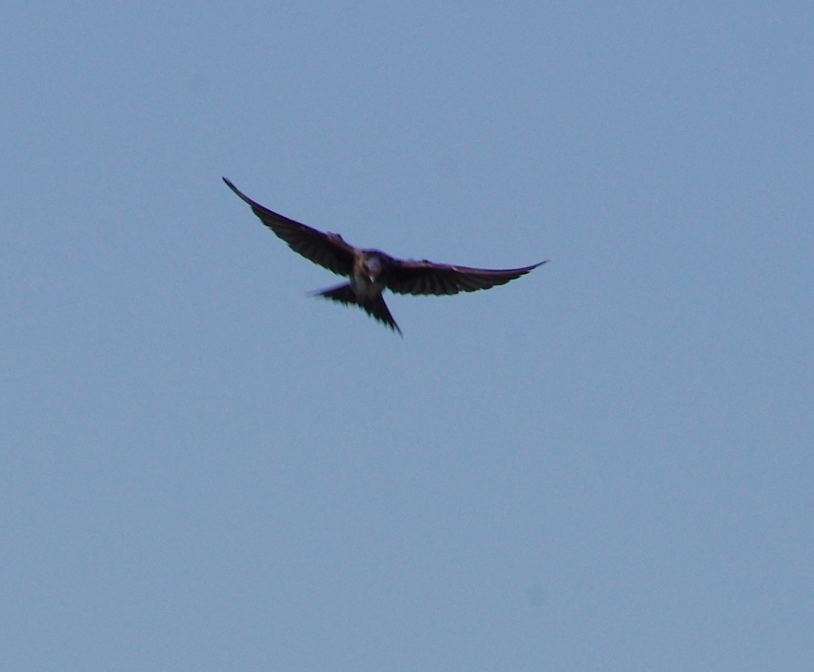 Purple Martin - Brian Barkley