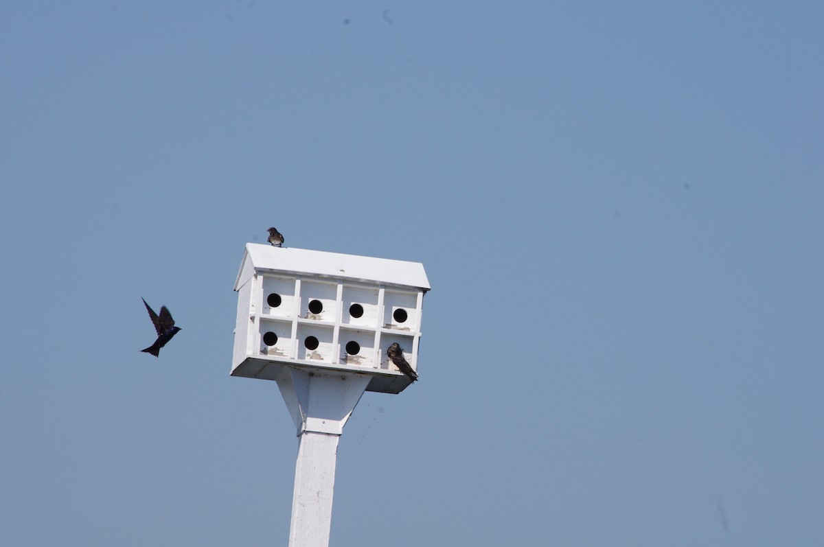 Purple Martin - ML170385171