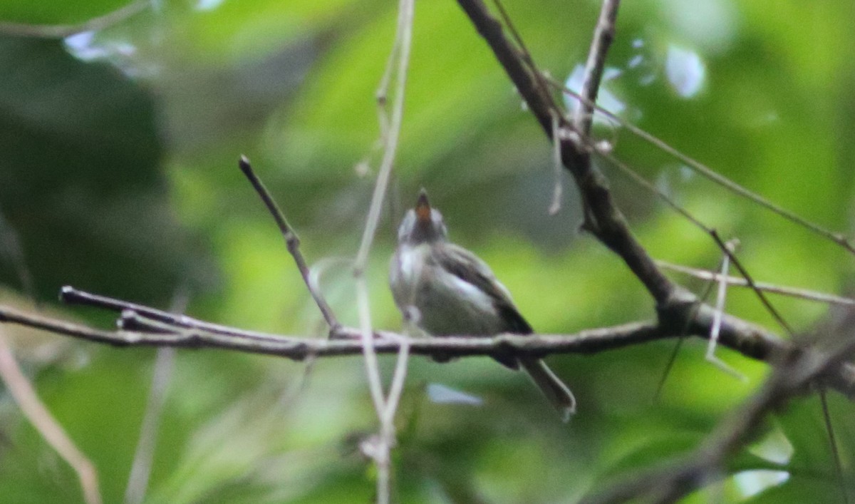 Snethlage's Tody-Tyrant - ML170386631