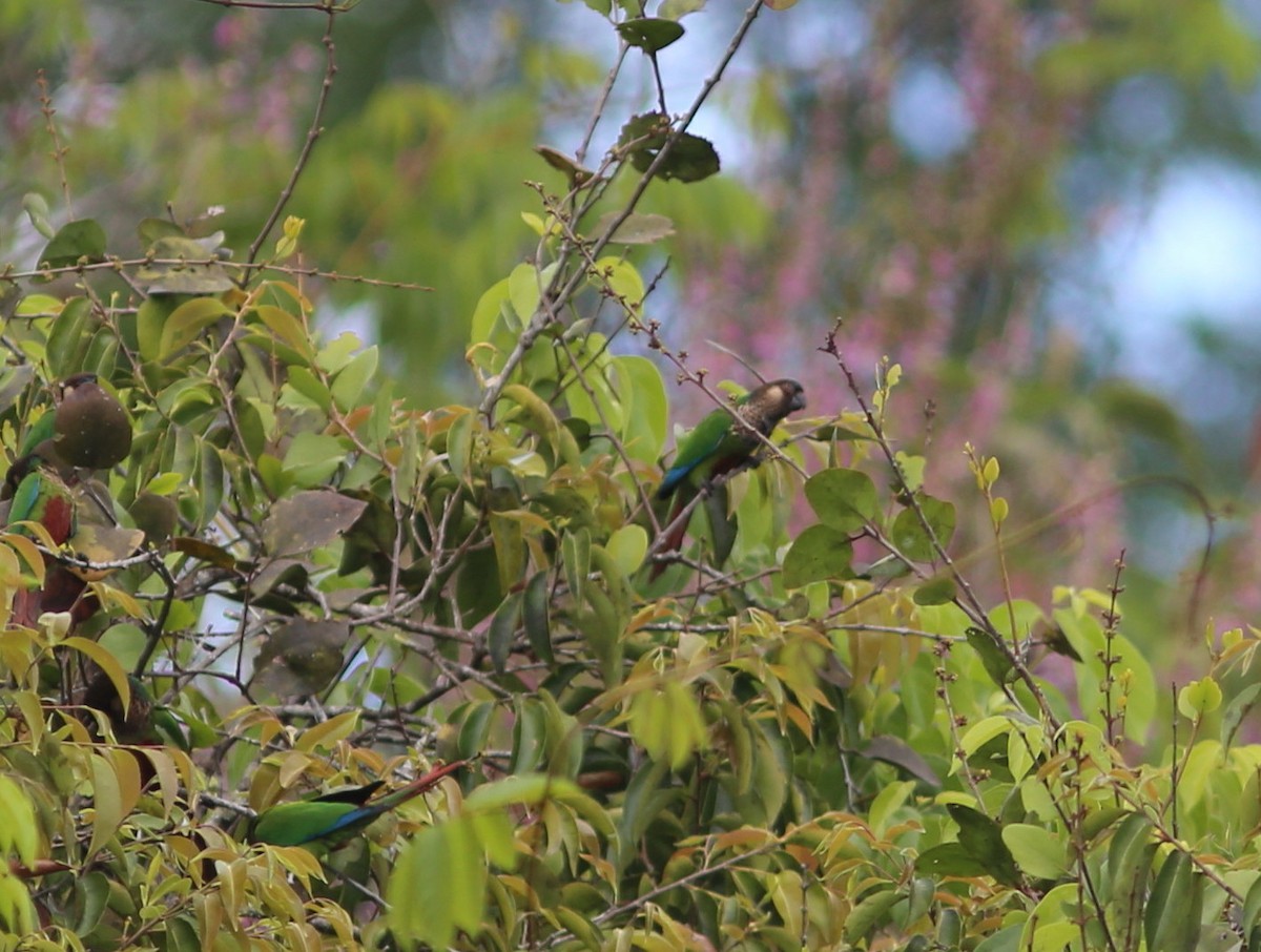 Santarem Parakeet - ML170386841