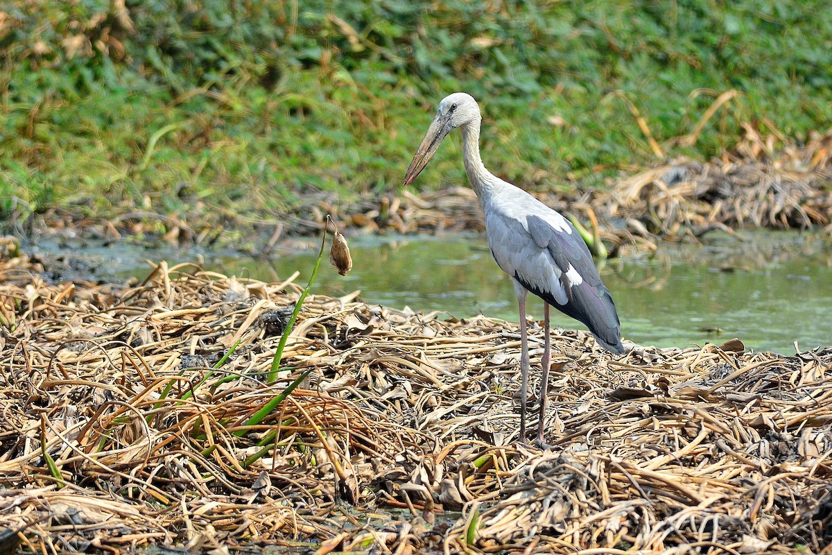 Asian Openbill - Weber Tsai