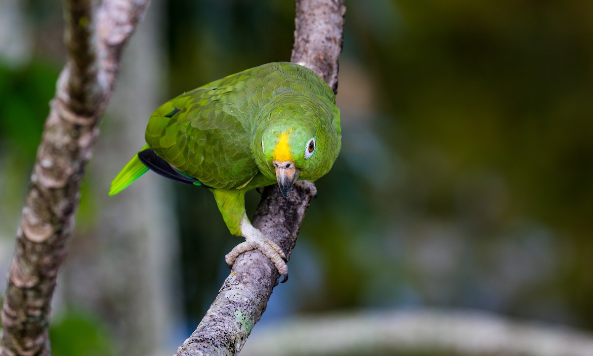 Yellow-crowned Parrot - Drew Weber