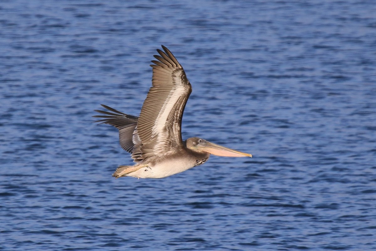 Brown Pelican - David Lewis