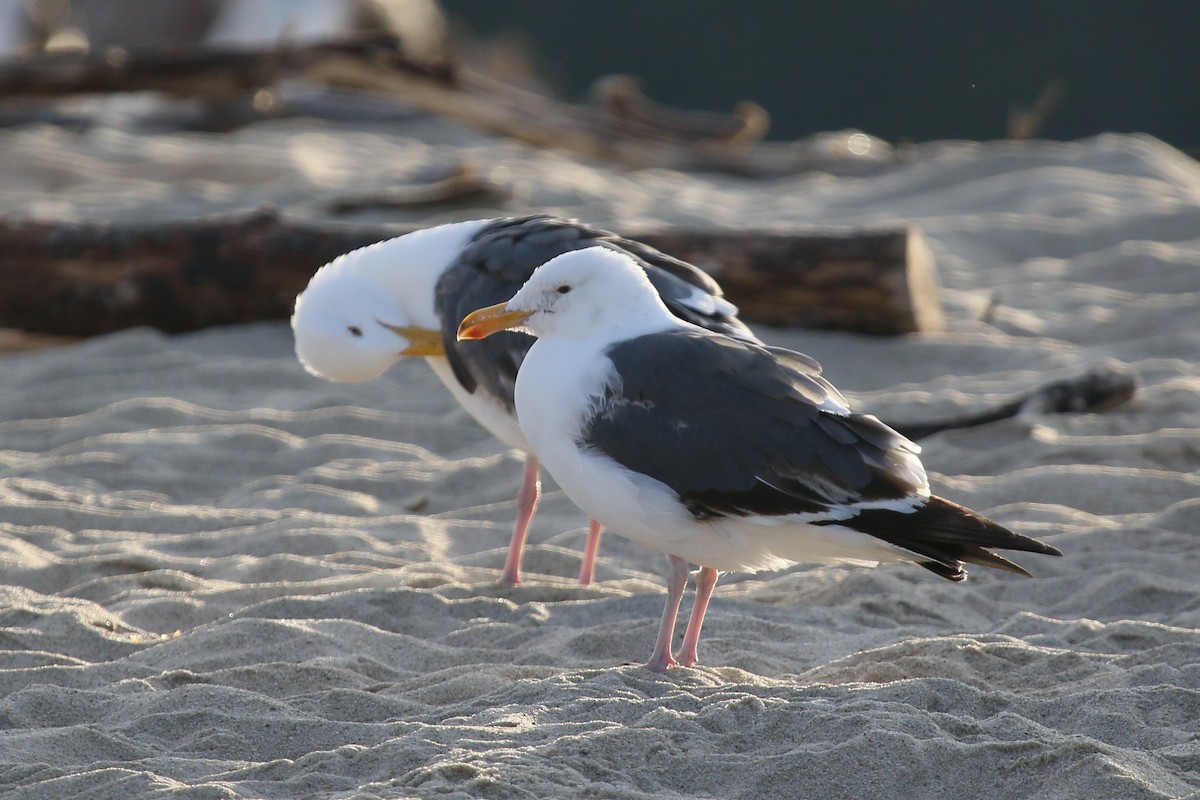 Western Gull - ML170388301