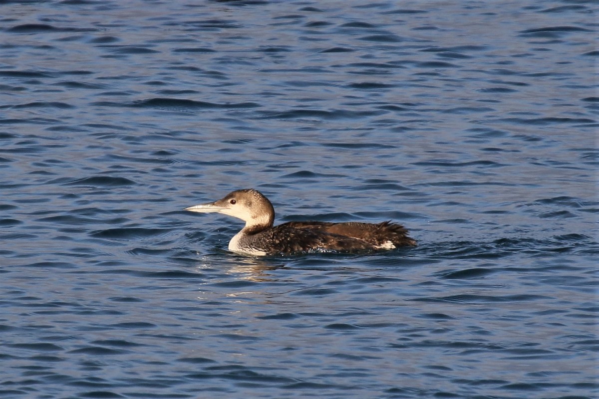 Common Loon - ML170388341