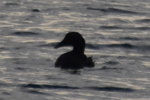 Common Eider - Derek Hudgins