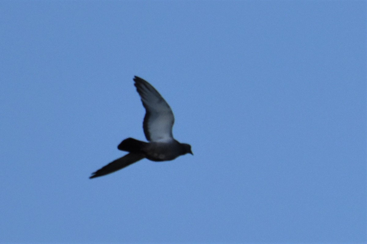 Rock Pigeon (Feral Pigeon) - ML170390291