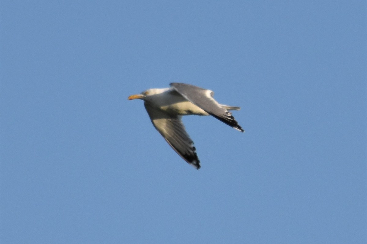 Herring Gull - ML170390381