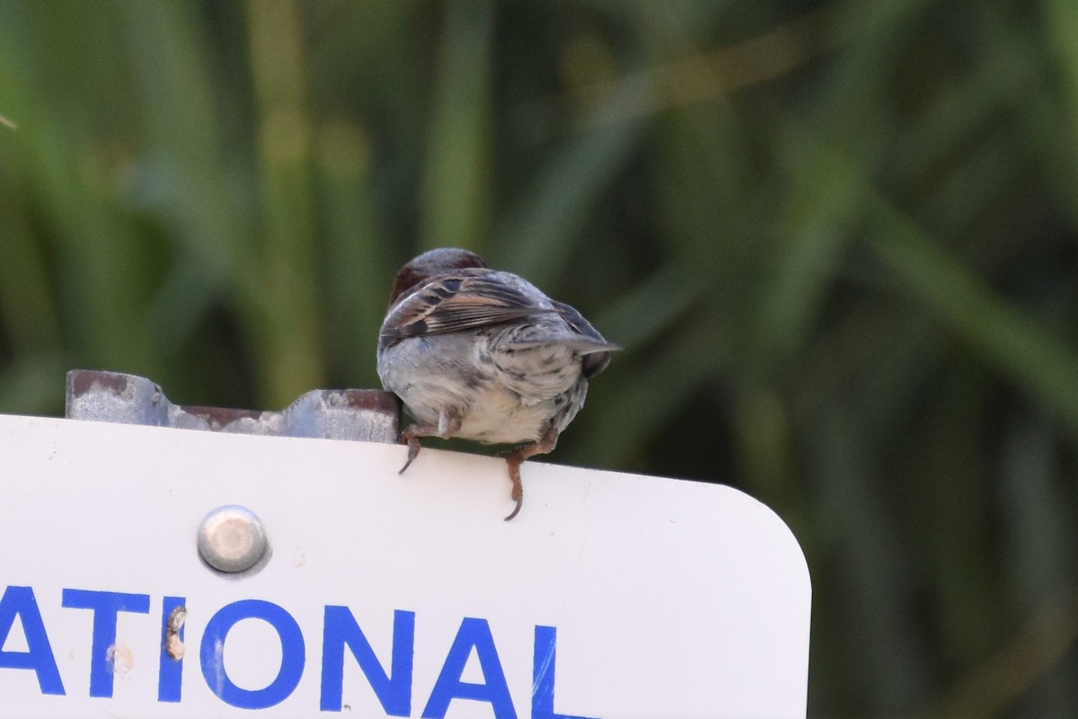 House Sparrow - ML170390471