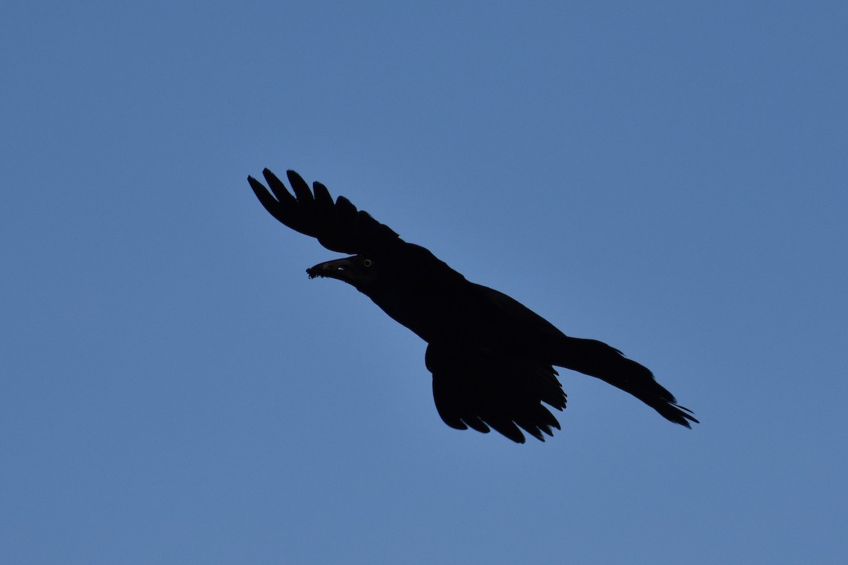 Common Grackle - ML170390561