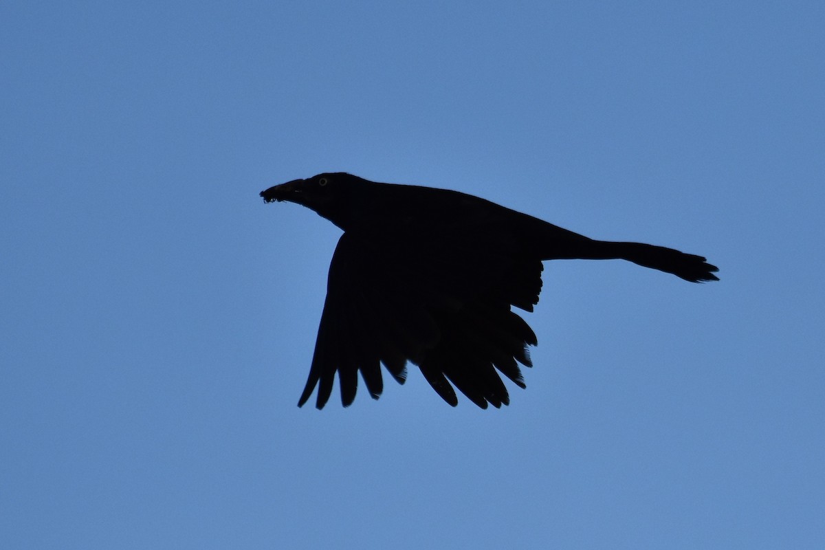 Common Grackle - ML170390581